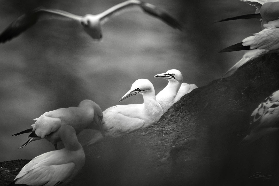 Gannets on Bempton Cliffs