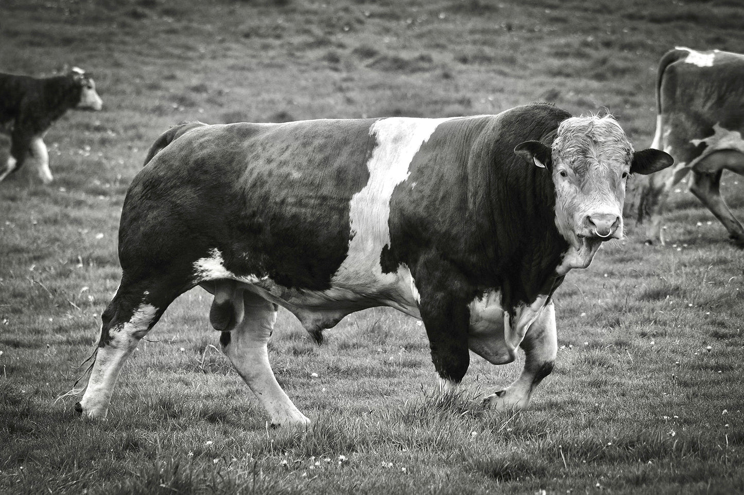 Joker Poker the Bull