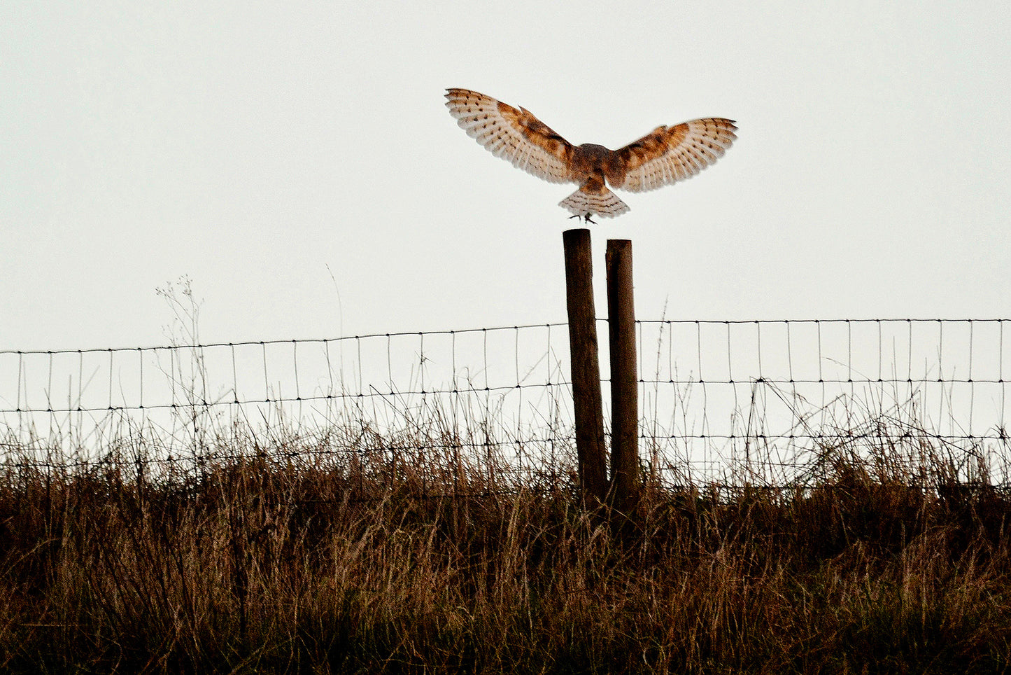 Barn Owl Coming in to Land