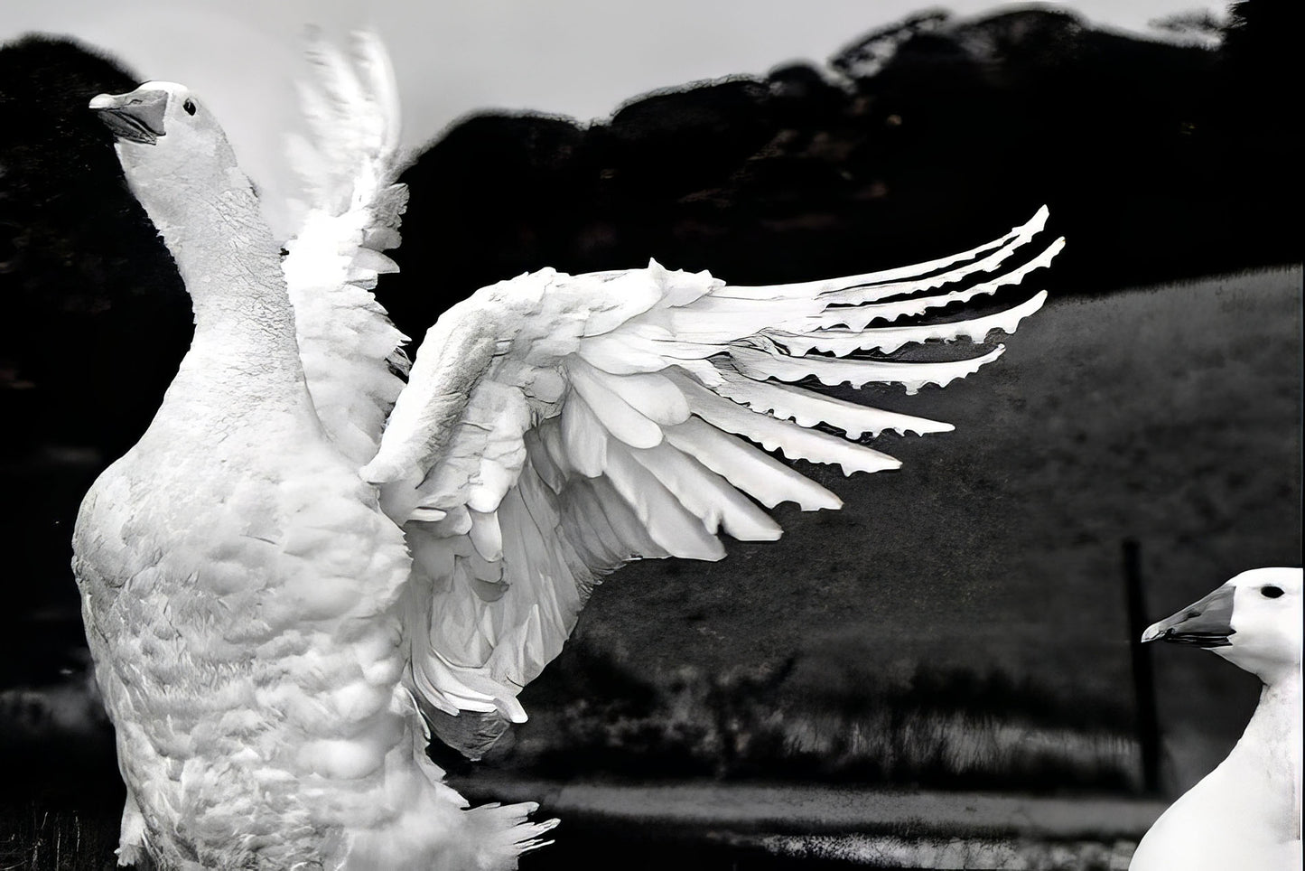 Goose Spreading it's Wings