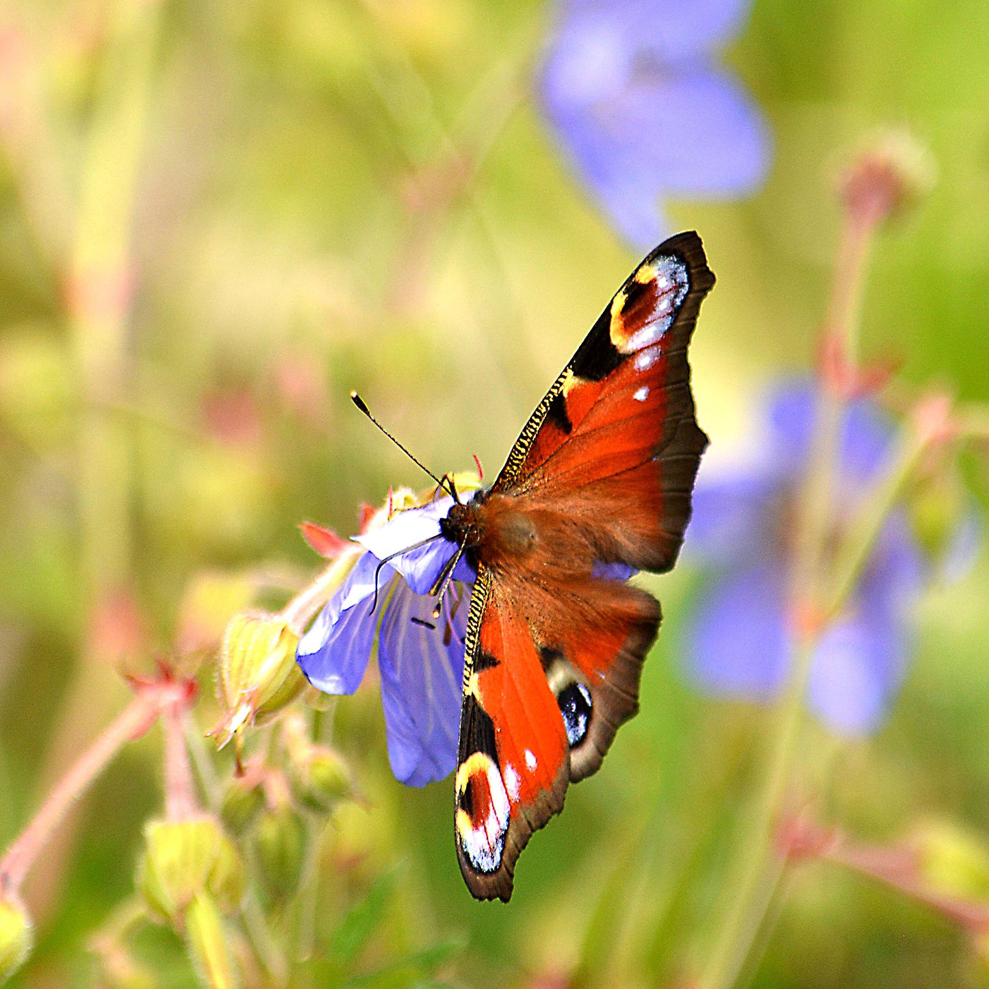 Peacock Butterfly
