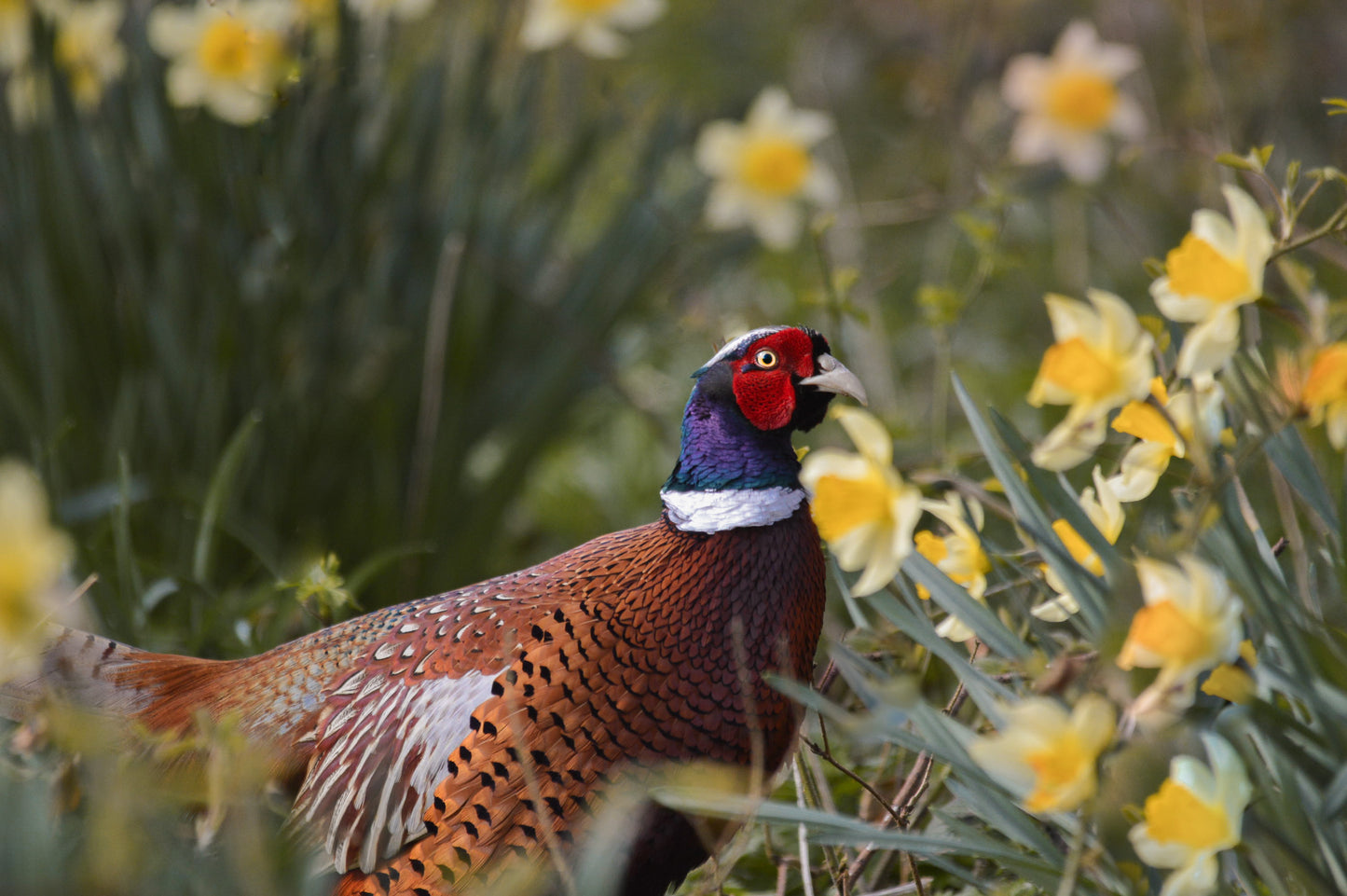 Pheasant and Daffodils Number 66