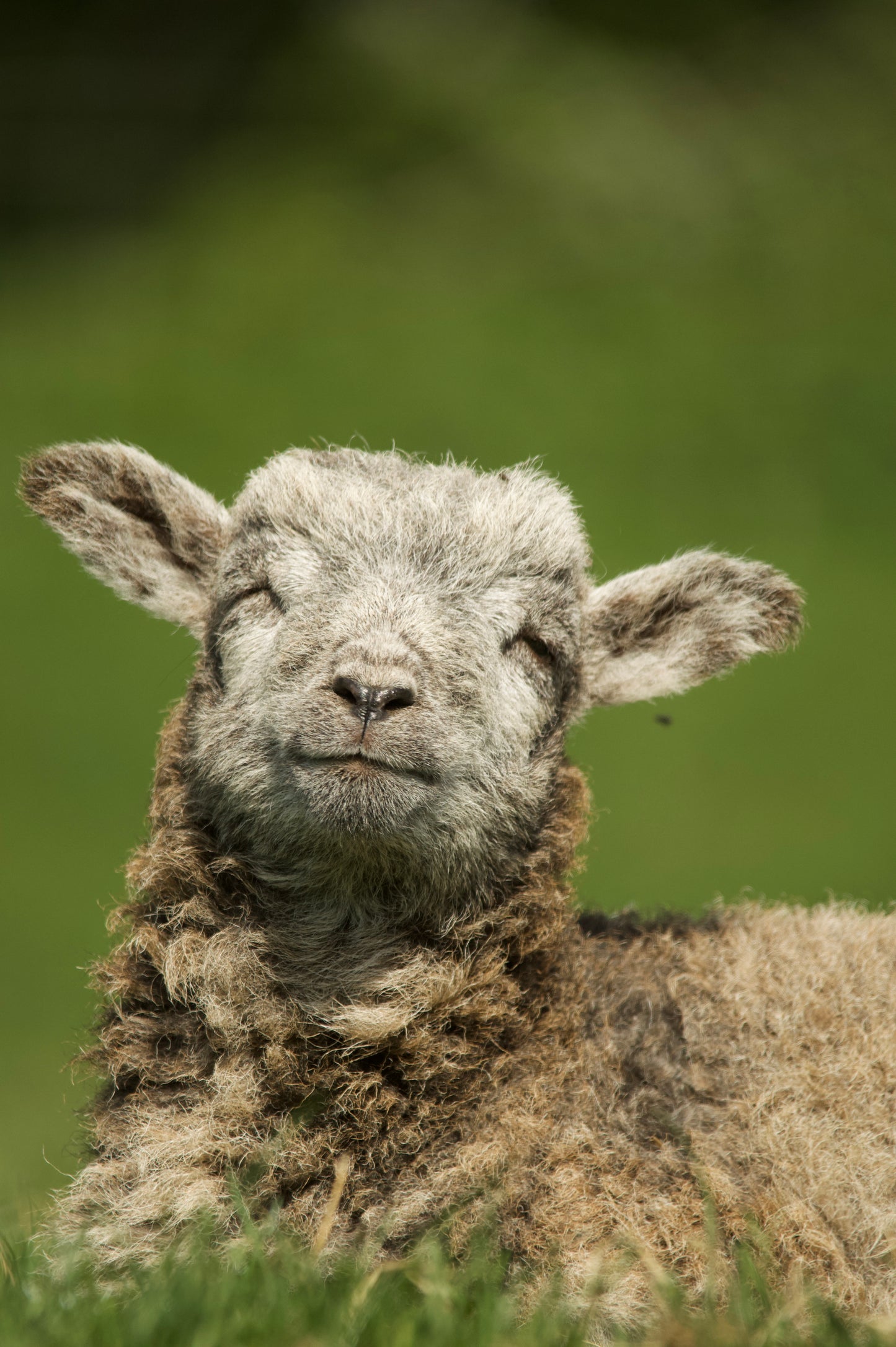 Smiling Lamb Number 62
