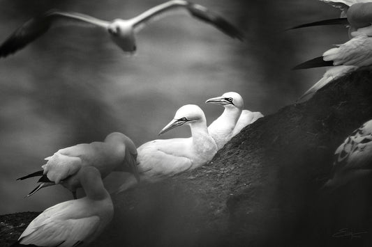 Gannets on Bempton Cliff