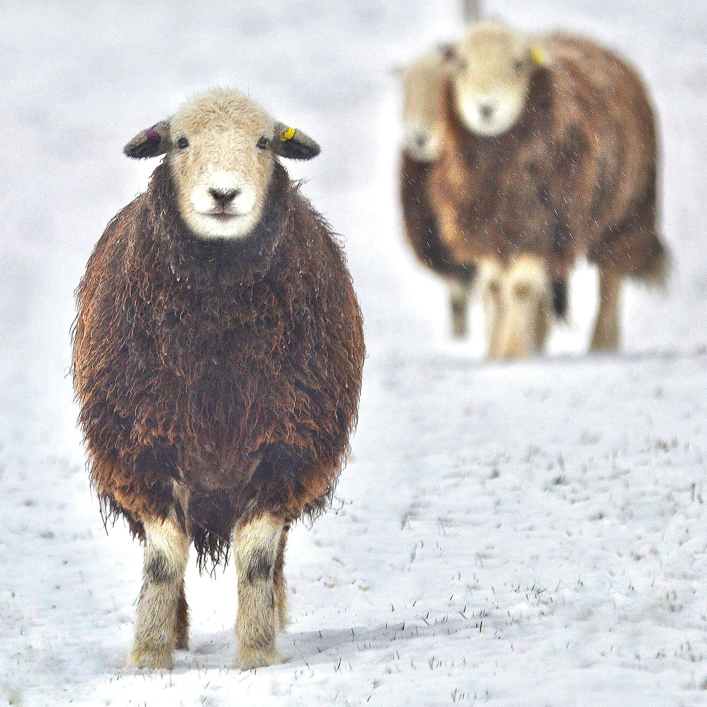 Herdwick Sheep