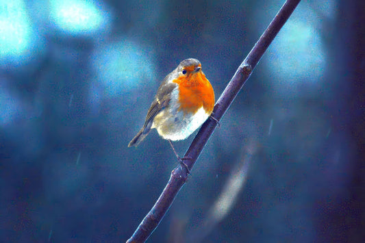 Robin on Branch