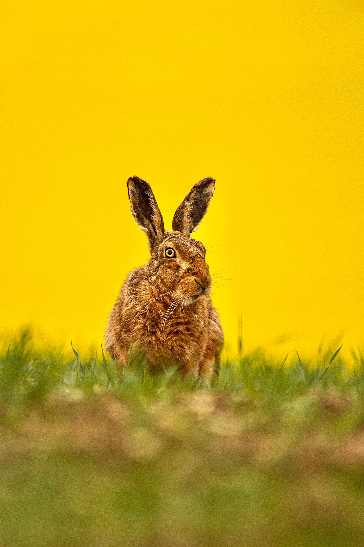 Waiting Hare