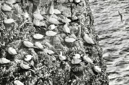 Kittiwakes on Bempton Cliffs