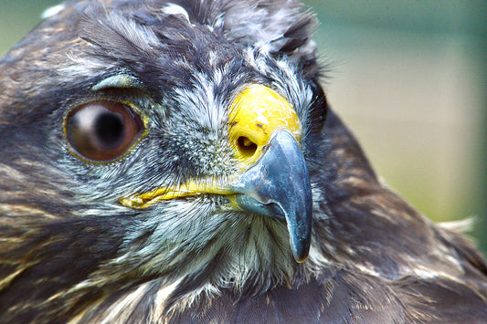 Buzzard 2