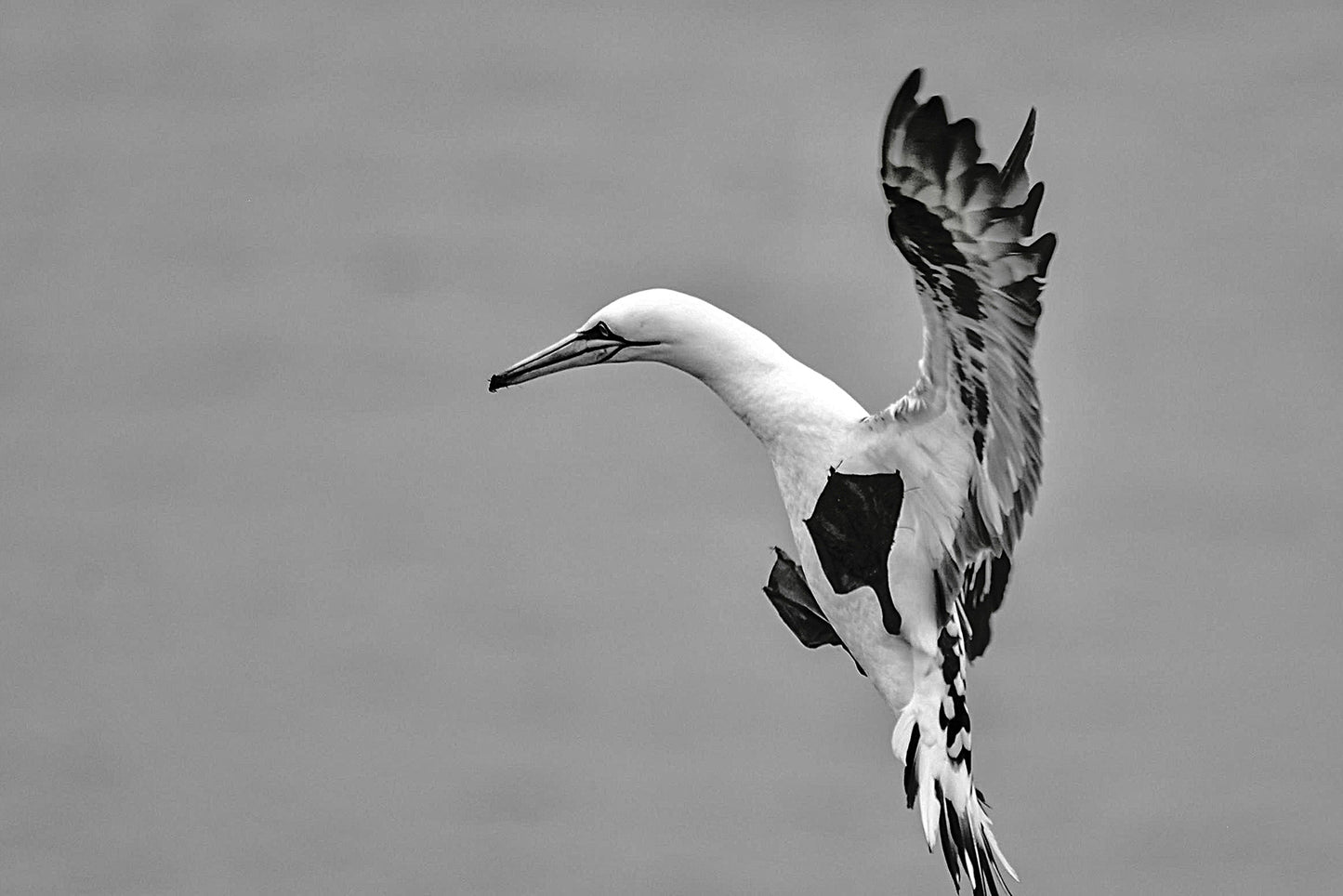 Gannet Descending