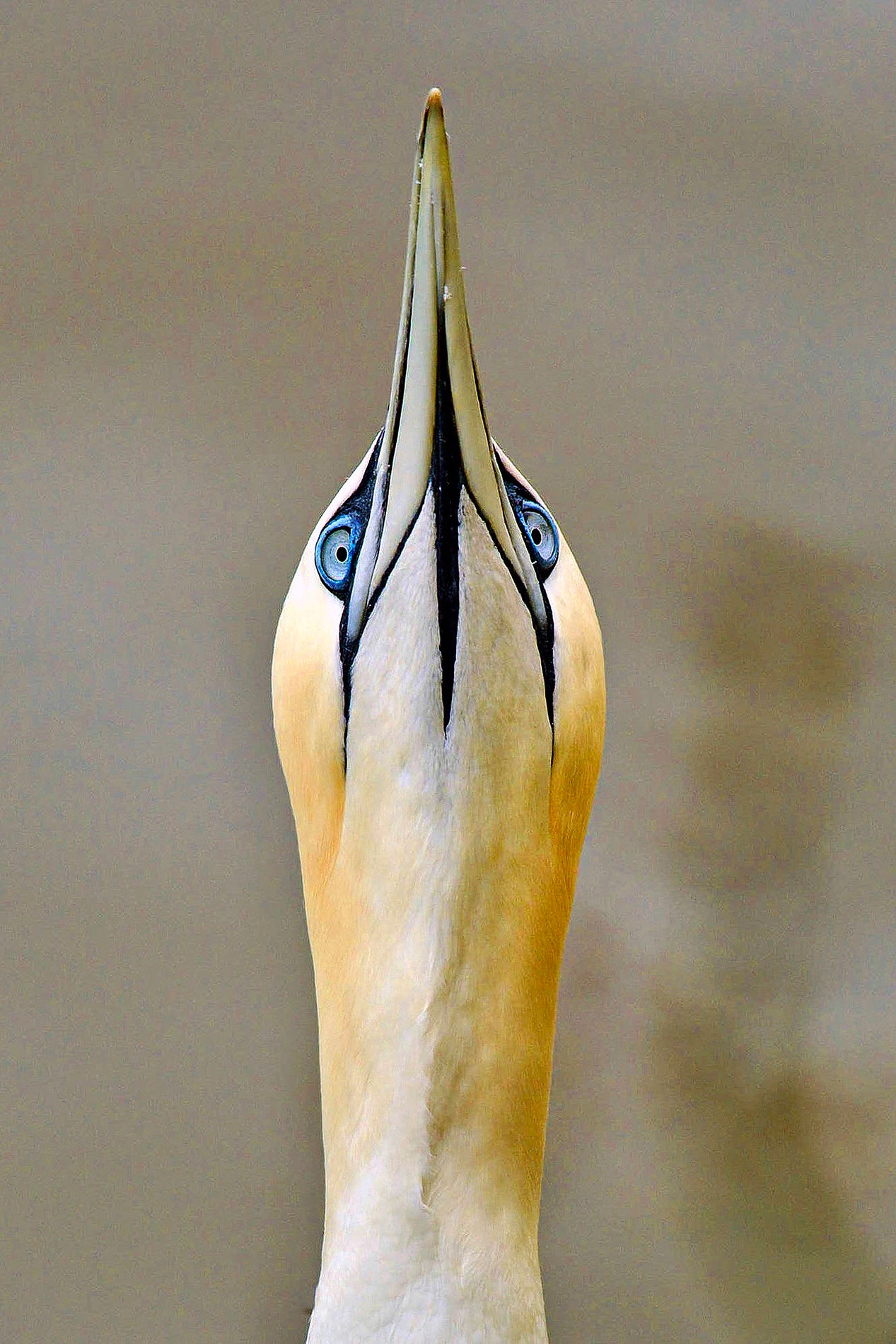 Proud Gannet