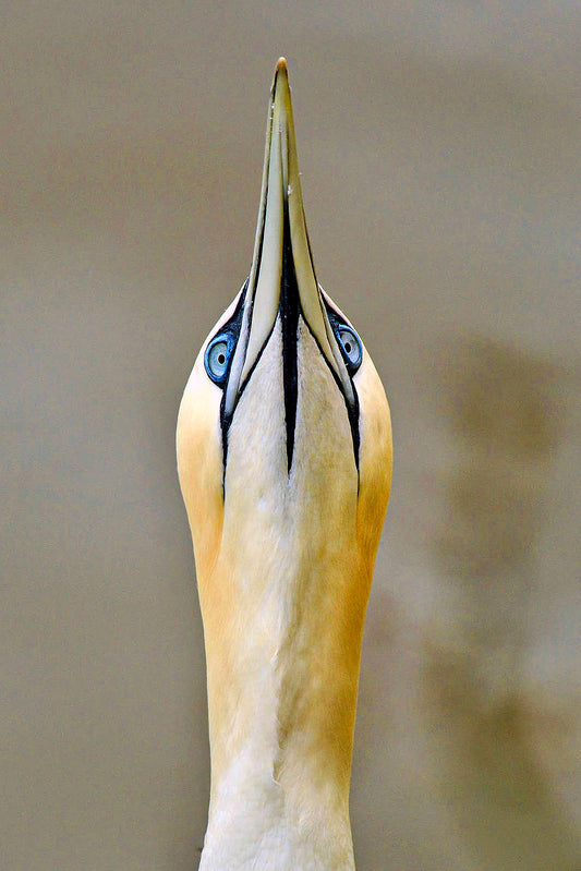 Proud Gannet