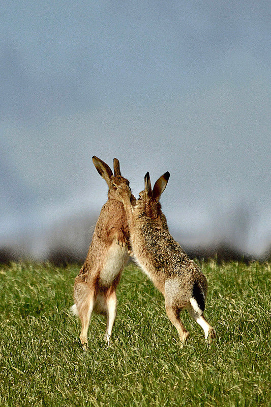 Boxing Hares