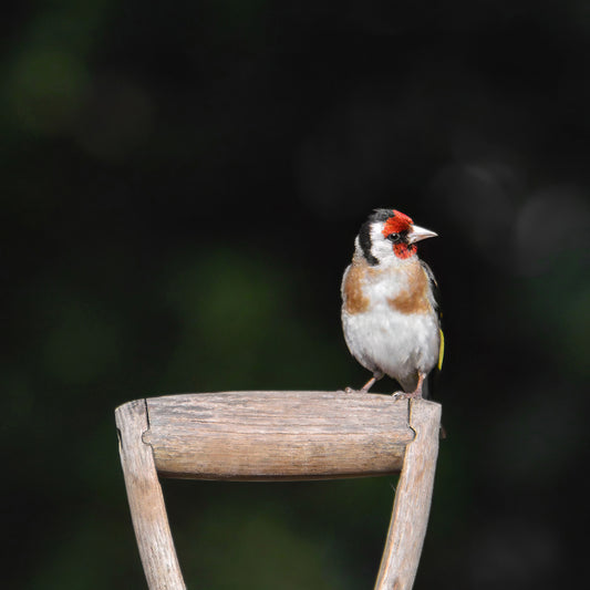 Goldfinch Perched on Spade