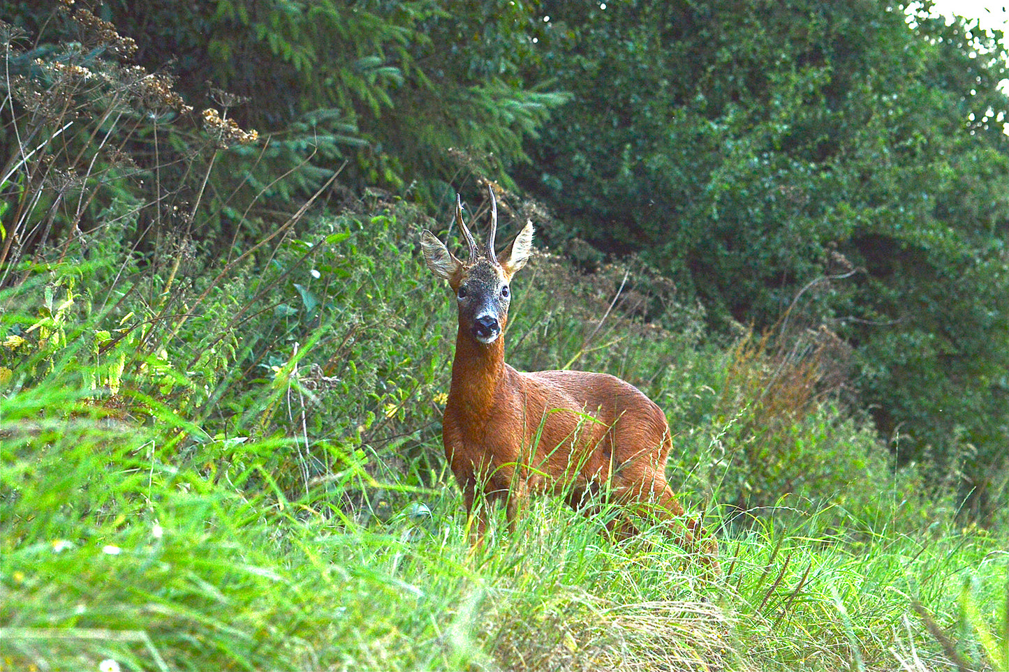 Startled Deer