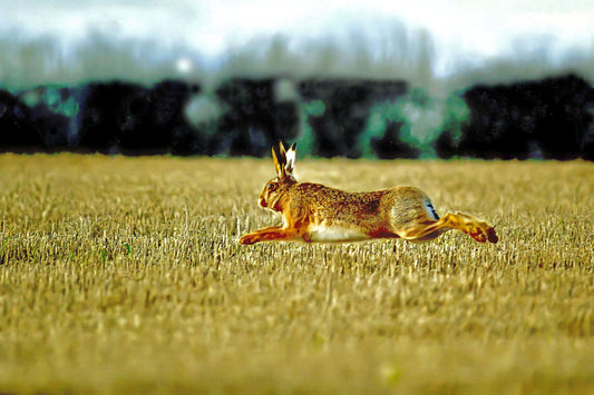 Hare in Flight