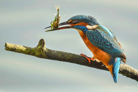 Kingfisher and Lunch