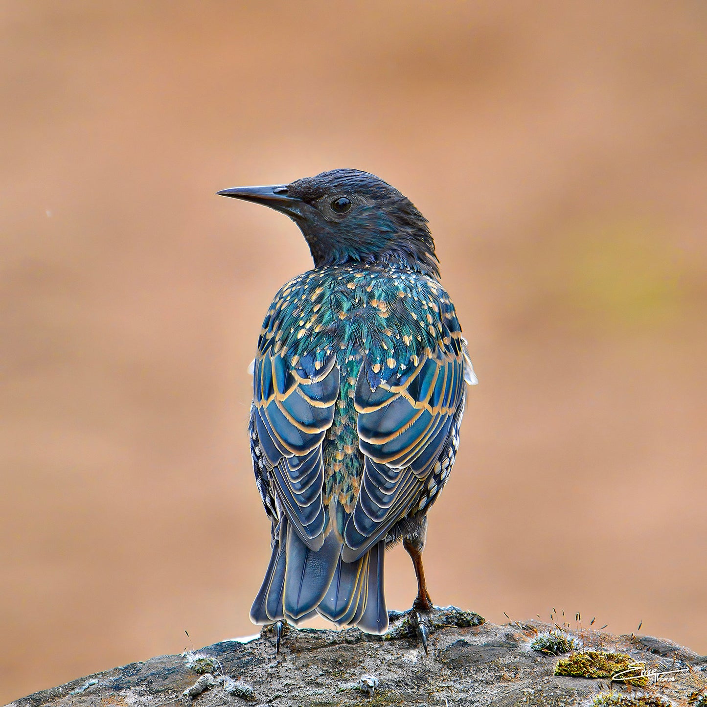 Startled Starling