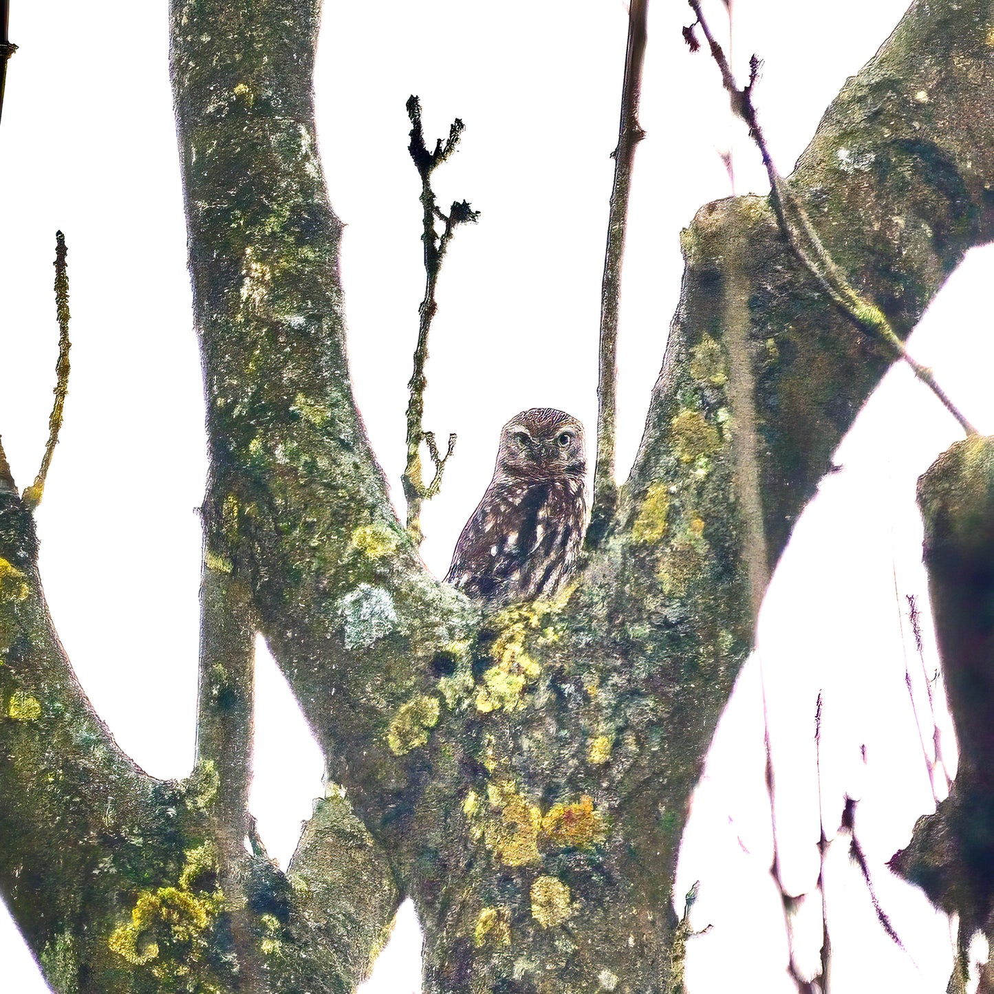 A Curious Little Owl