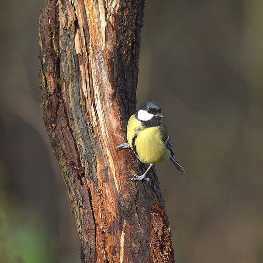 Great Tit