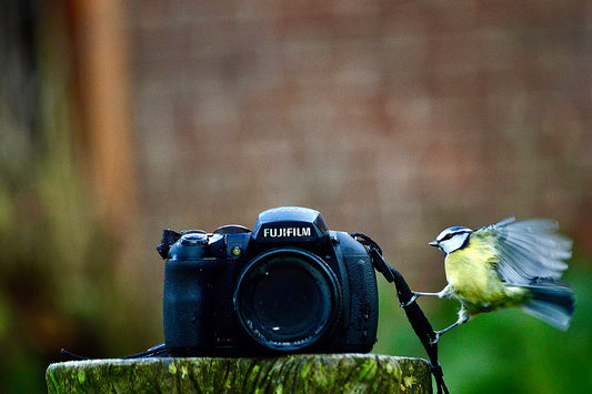 Blue Tit and Camera