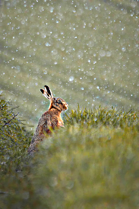 Alert Hare