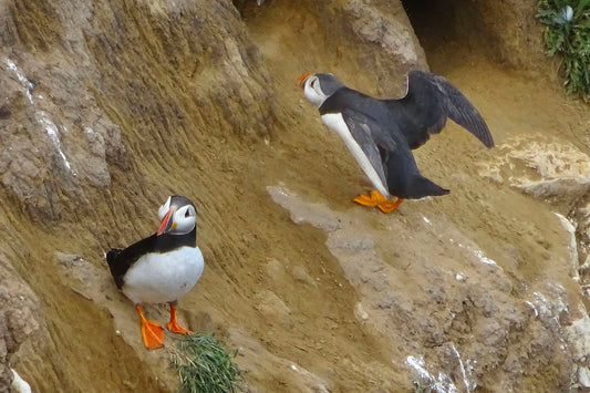 Puffins at Bempton