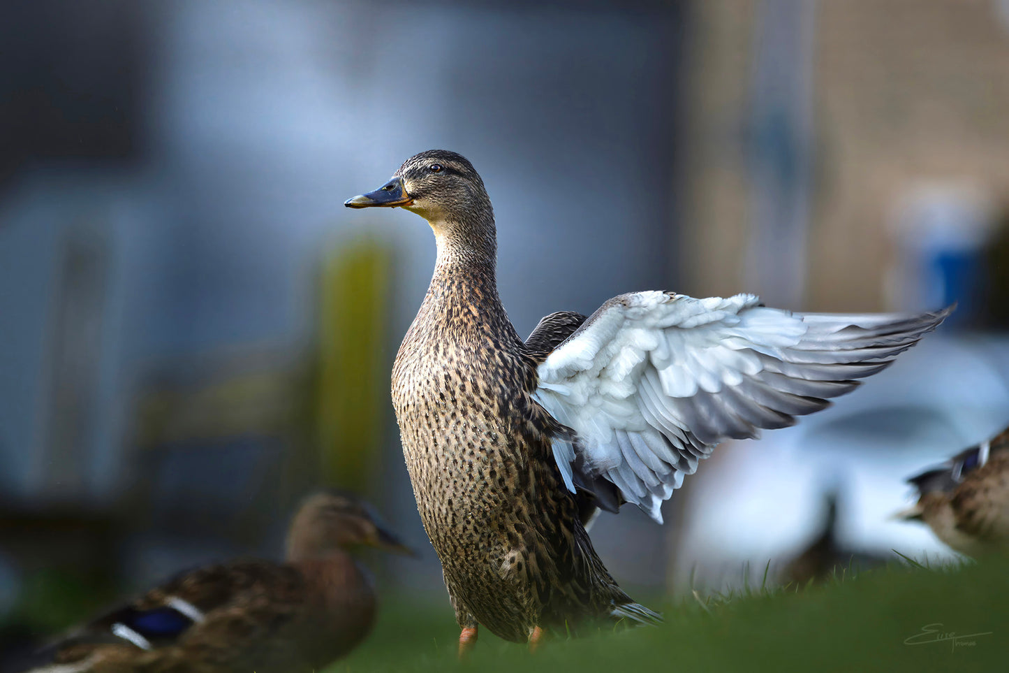 Mallard Making a Statement