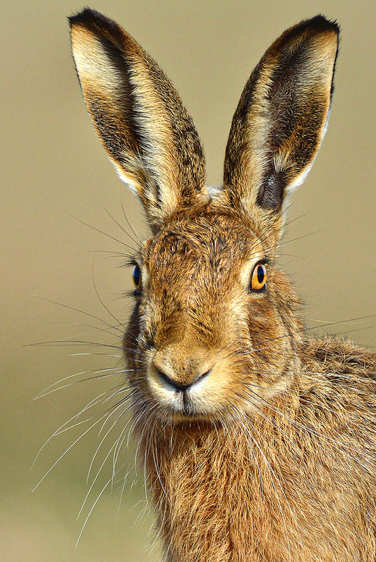 Handsome Hare