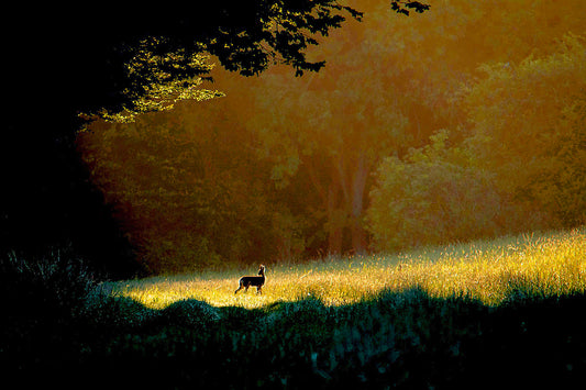 Golden Glow ( winner of under 15s prize RSPCA photography prize 2020 )