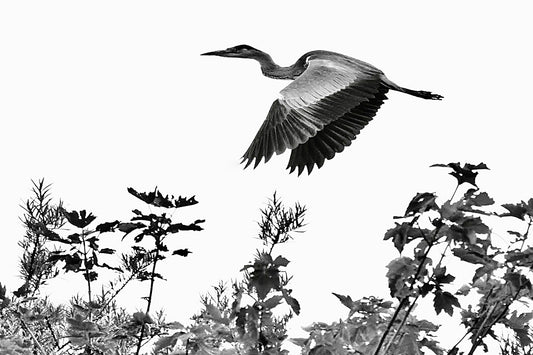 Gliding Heron