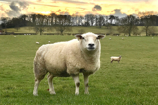 A Proud Texel