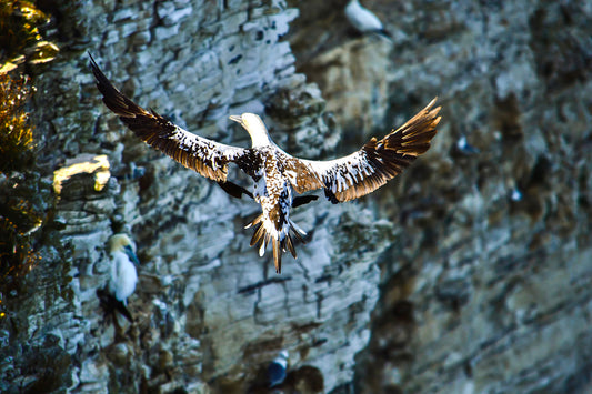 Coming in to Land Gull above Bempton Cliffs