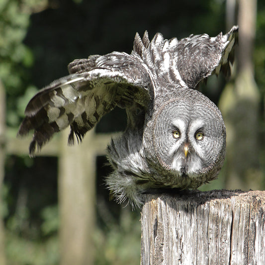 Great Grey Owl