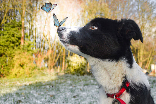 Pip & Butterflies