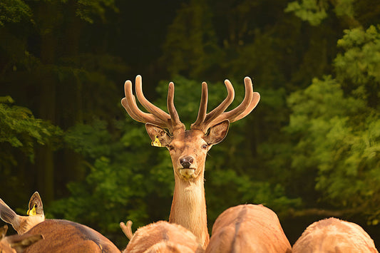 The Lookout