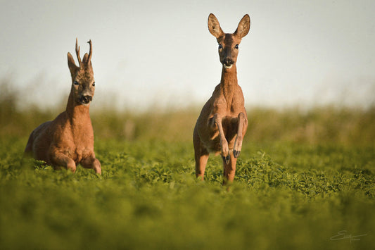 Prancing Deer