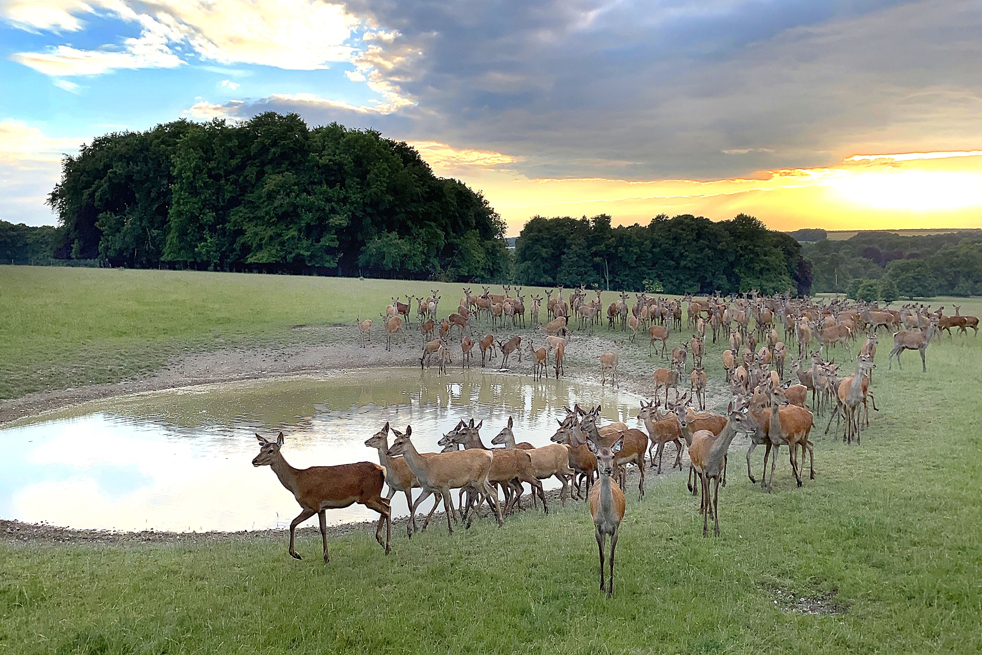 Deer at Sunset – Elise Thomas Memorial Fund