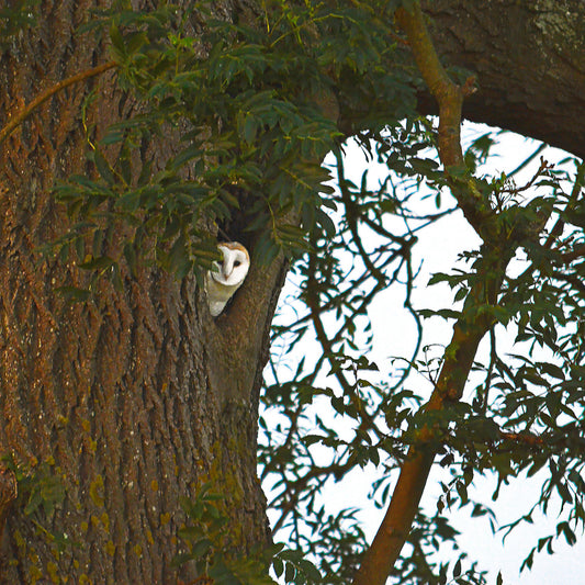 Good Morning! Barn Owl