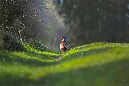 Cock Pheasant Prancing