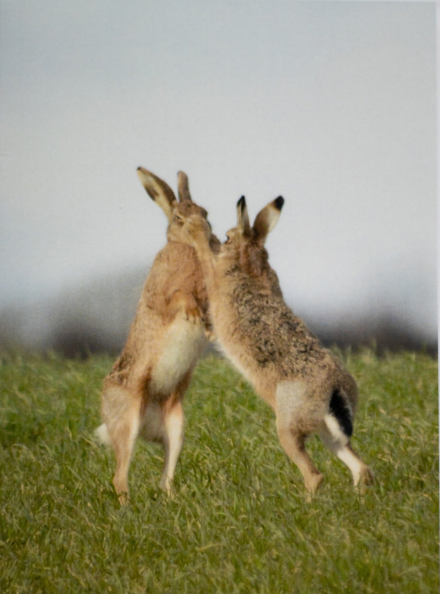 Boxing Hare Postcard