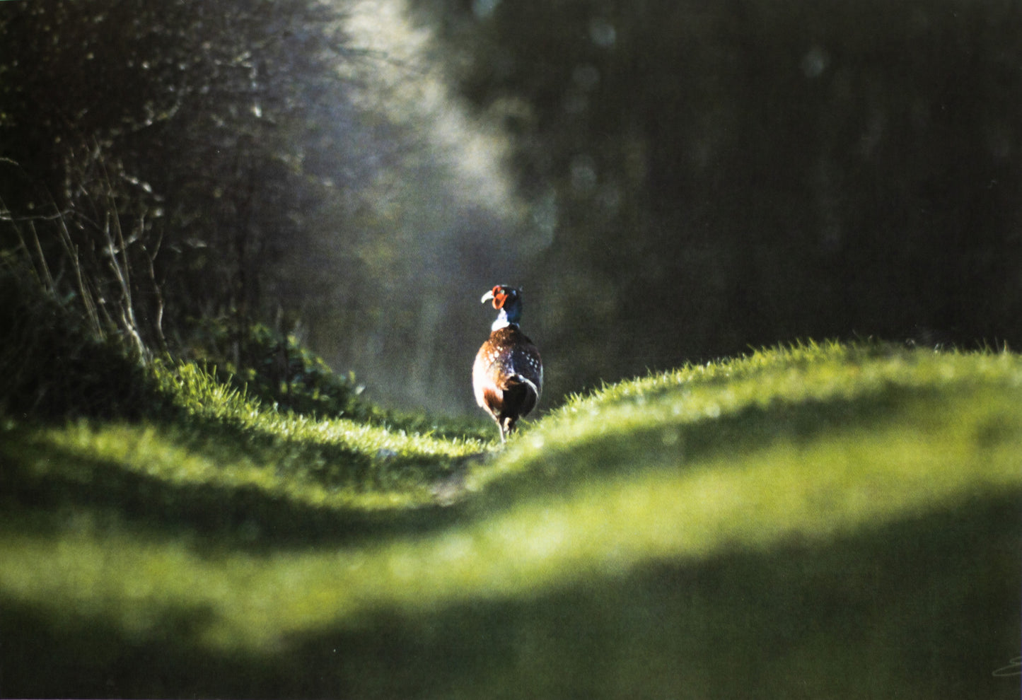 Cock Pheasant Prancing Postcard