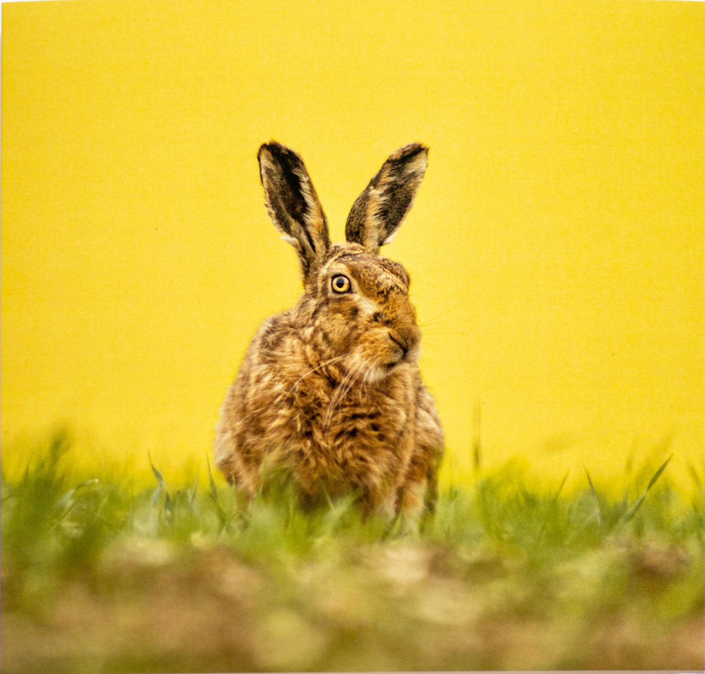 Waiting Hare Postcard