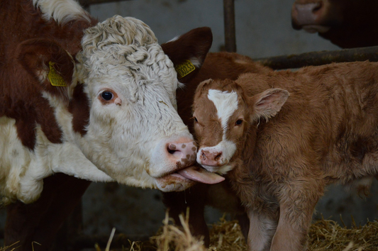 Cow Licking Calf Number 65