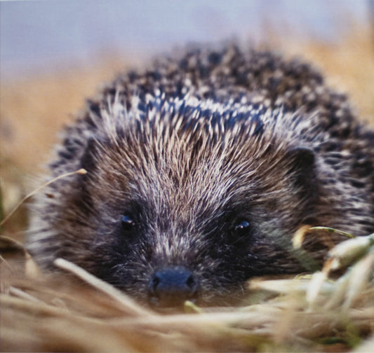 Hedgehog Postcard