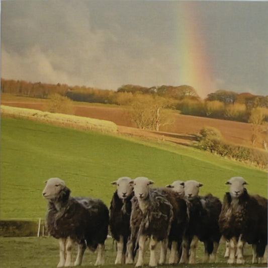 Herdwick & Rainbow Postcard