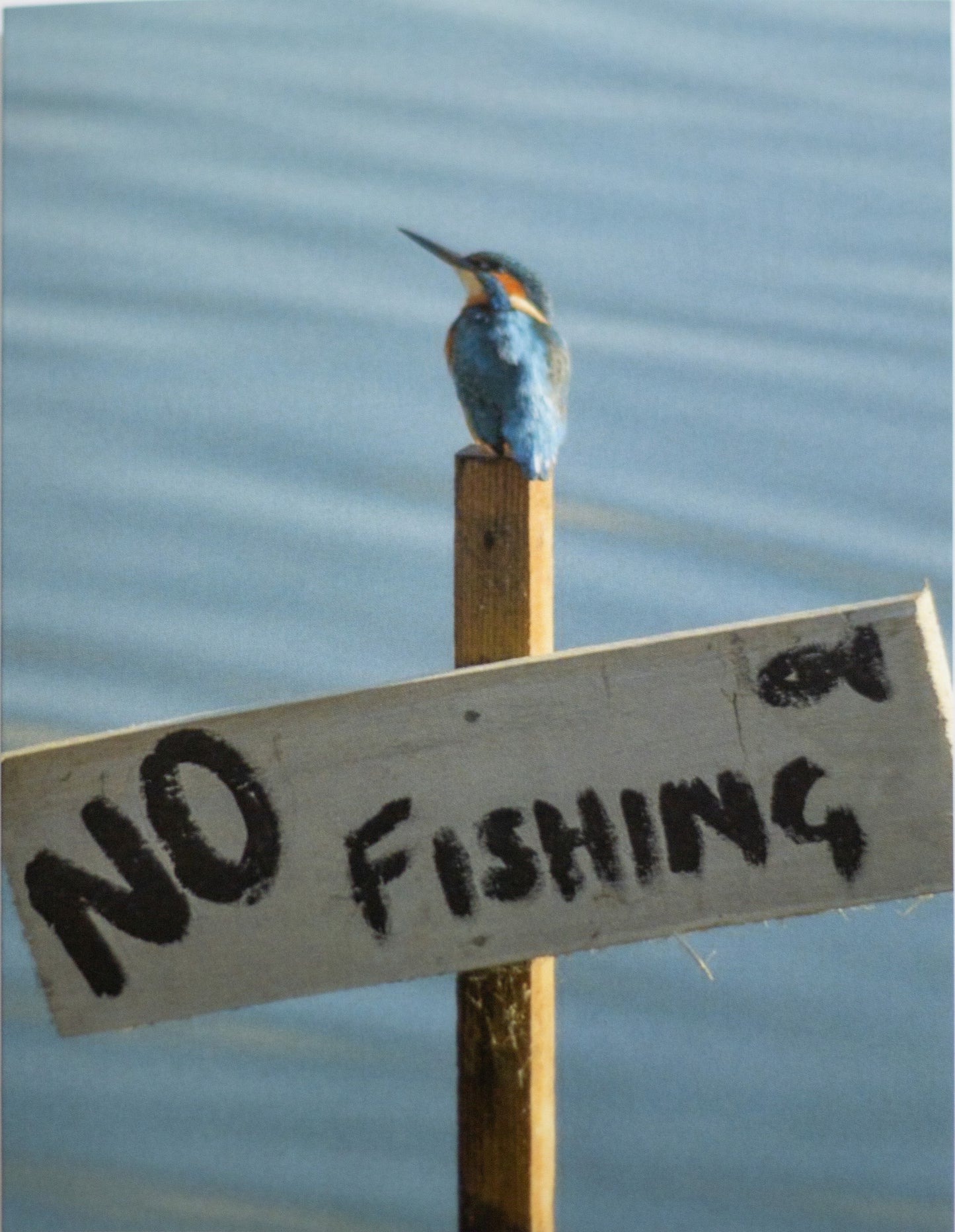 No Fishing Postcard