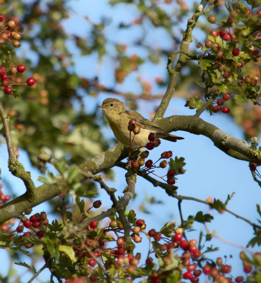Willow warbler number 63