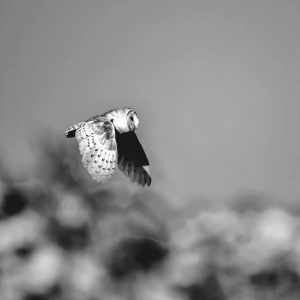 Owl in flight