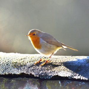 Robin